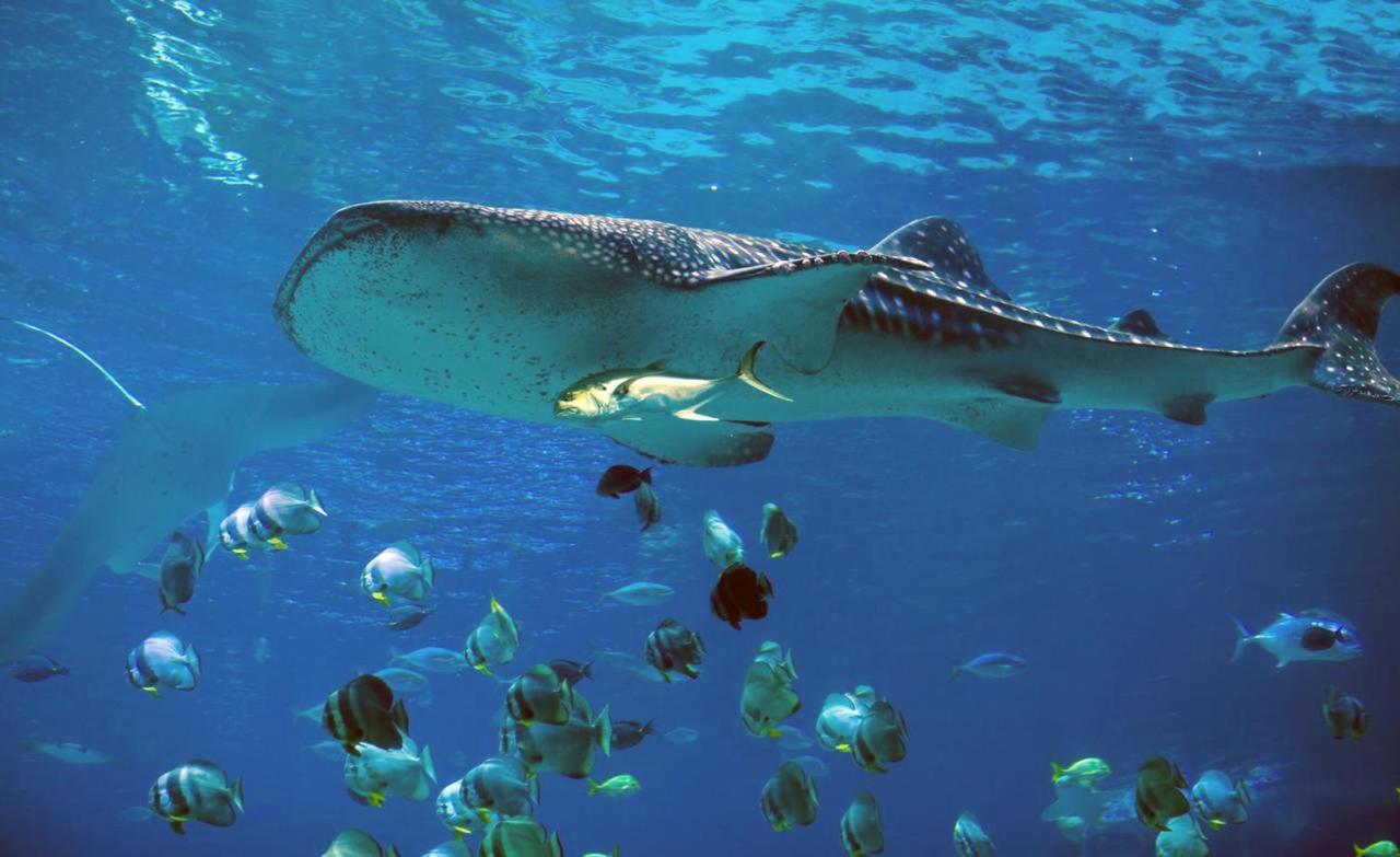 Dharavandhoo Stay Buitenkant foto